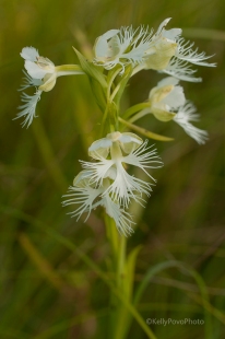 Western Prairie Fringed Orchid