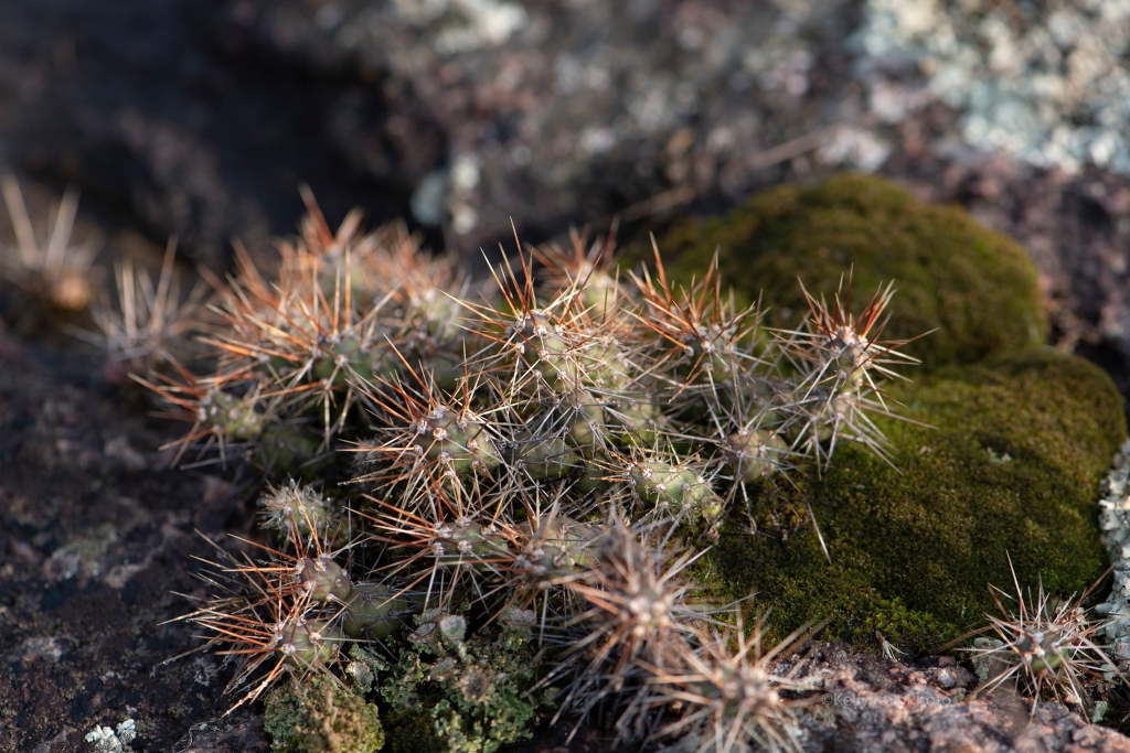 Brittle cactus